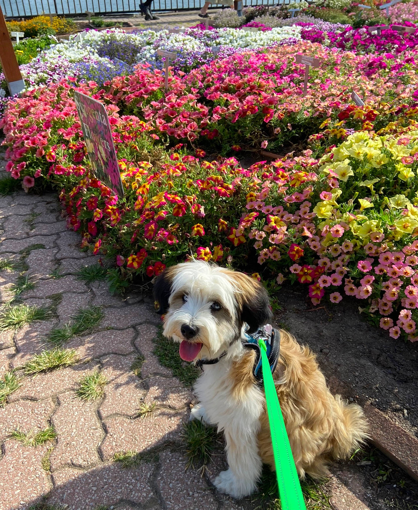 Mocha joined the competition — help win amazing prizes! annual_plant, carnivore, collar, companion_dog, dog, dog_breed, dog_collar, dog_supply, flower, grass, groundcover, landscape, leash, pet_supply, petal, plant, shrub, sporting_group, toy_dog, working_animal