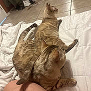 Joh And Snowy is registered to the contest to win money with this photo: cat, two_cats, tabby, bed, white_bedding, bedroom, tiled_floor, dresser, indoor, pet, paws, tail, fur, human_leg, knee, cozy, lounging, domestic_animal, household, relaxed