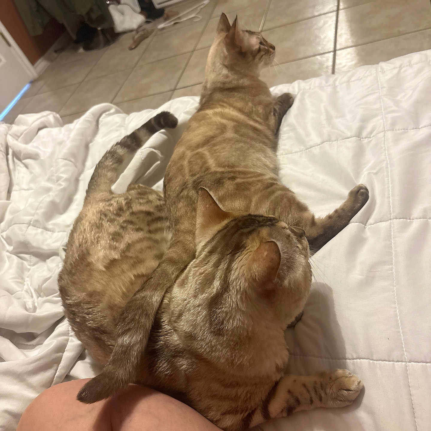 Joh And Snowy is registered to the contest to win money with this photo: bed, bedroom, cat, cozy, domestic_animal, dresser, fur, household, human_leg, indoor, knee, lounging, paws, pet, relaxed, tabby, tail, tiled_floor, two_cats, white_bedding