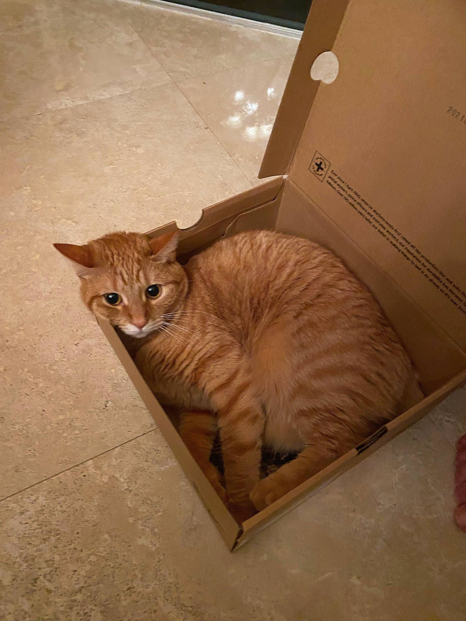 Mae joined the competition — help win amazing prizes! art, carnivore, cat, comfort, domestic_short_haired_cat, fawn, felidae, flooring, fur, hardwood, paper_product, paw, pet_supply, small_to_medium_sized_cats, snout, tail, terrestrial_animal, vertebrate, whiskers, wood