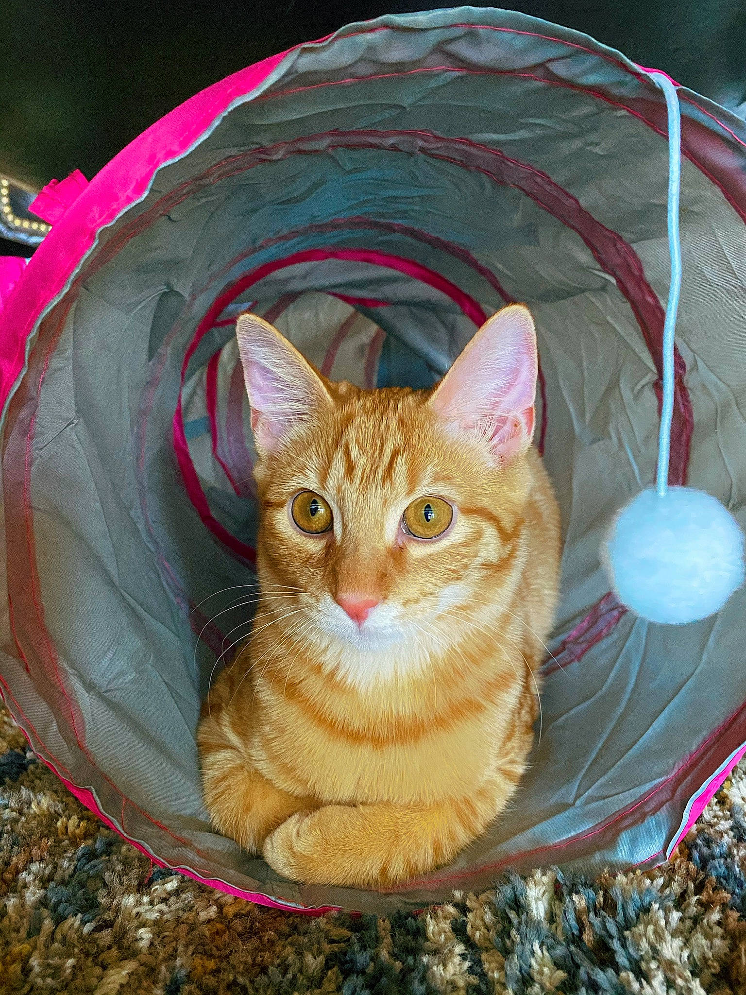 Mae joined the competition — help win amazing prizes! art, automotive_wheel_system, basket, carnivore, cat, cat_bed, cat_furniture, cat_supply, domestic_short_haired_cat, fawn, felidae, fur, grass, small_to_medium_sized_cats, snout, tail, terrestrial_animal, toy, tree, whiskers