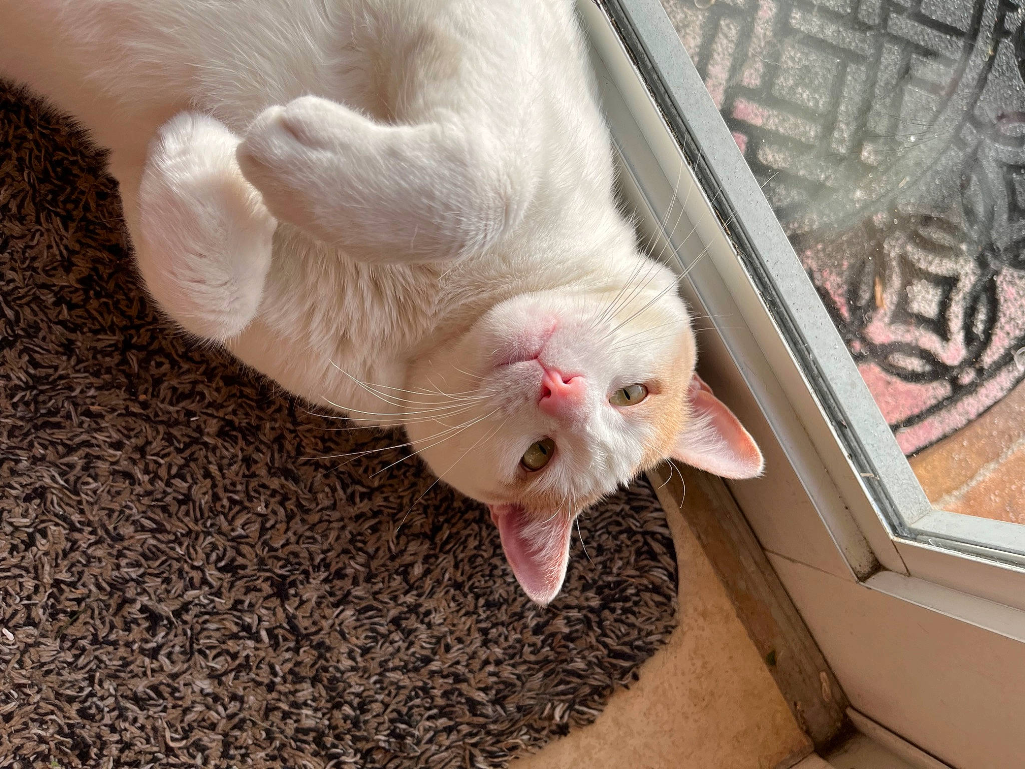 Theodore joined the competition — help win amazing prizes! animal_shelter, carnivore, cat, claw, domestic_short_haired_cat, fang, fawn, felidae, flooring, foot, fur, nail, paw, pet_supply, small_to_medium_sized_cats, snout, tail, toe, vertebrate, whiskers