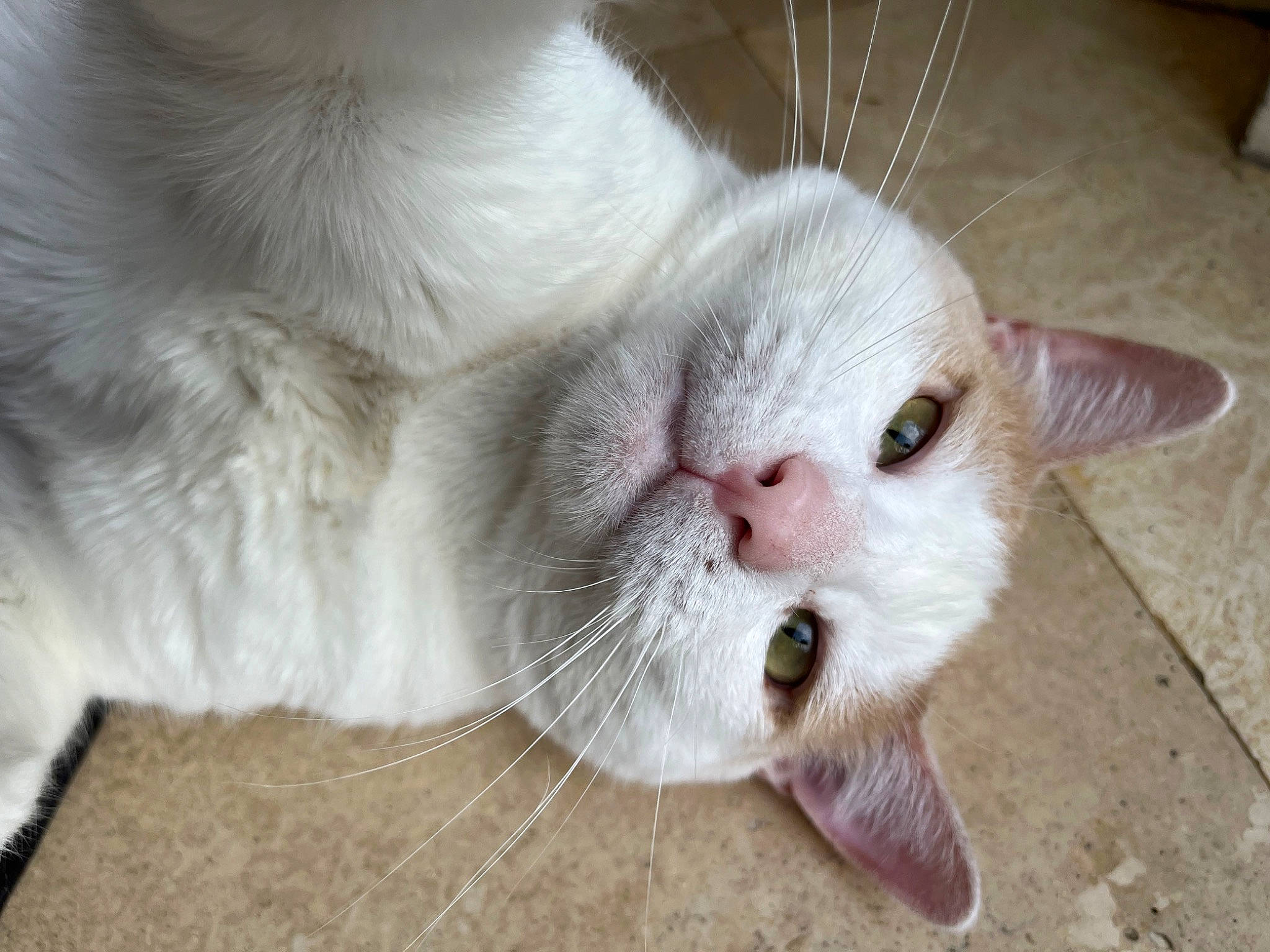 Theodore joined the competition — help win amazing prizes! carnivore, cat, claw, domestic_short_haired_cat, fang, fawn, felidae, fur, paw, small_to_medium_sized_cats, tail, whiskers