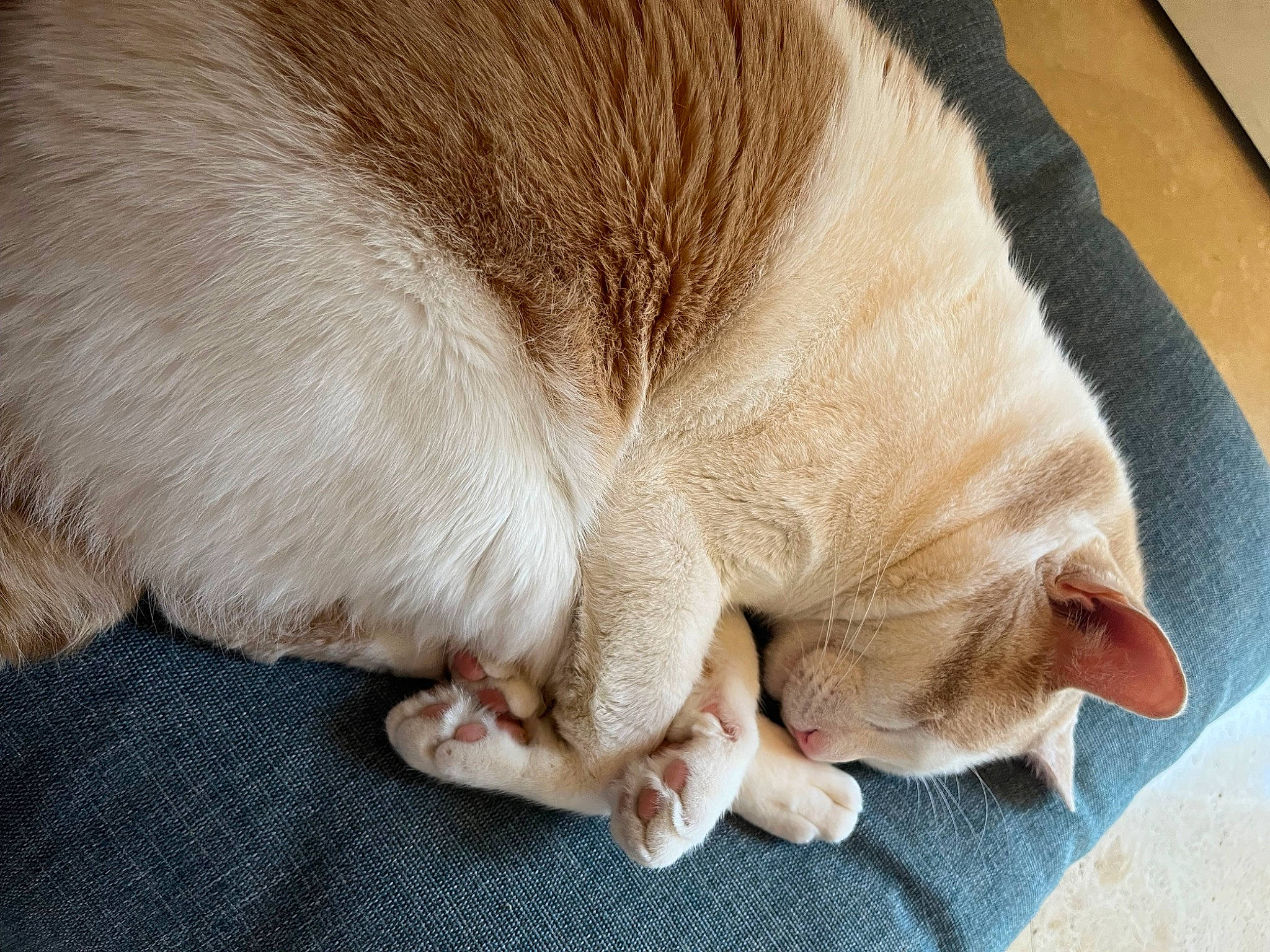 Theodore joined the competition — help win amazing prizes! carnivore, cat, cat_supply, claw, comfort, domestic_short_haired_cat, fawn, felidae, flooring, foot, fur, human_leg, nap, paw, sleep, small_to_medium_sized_cats, snout, tail, whiskers, wrinkle