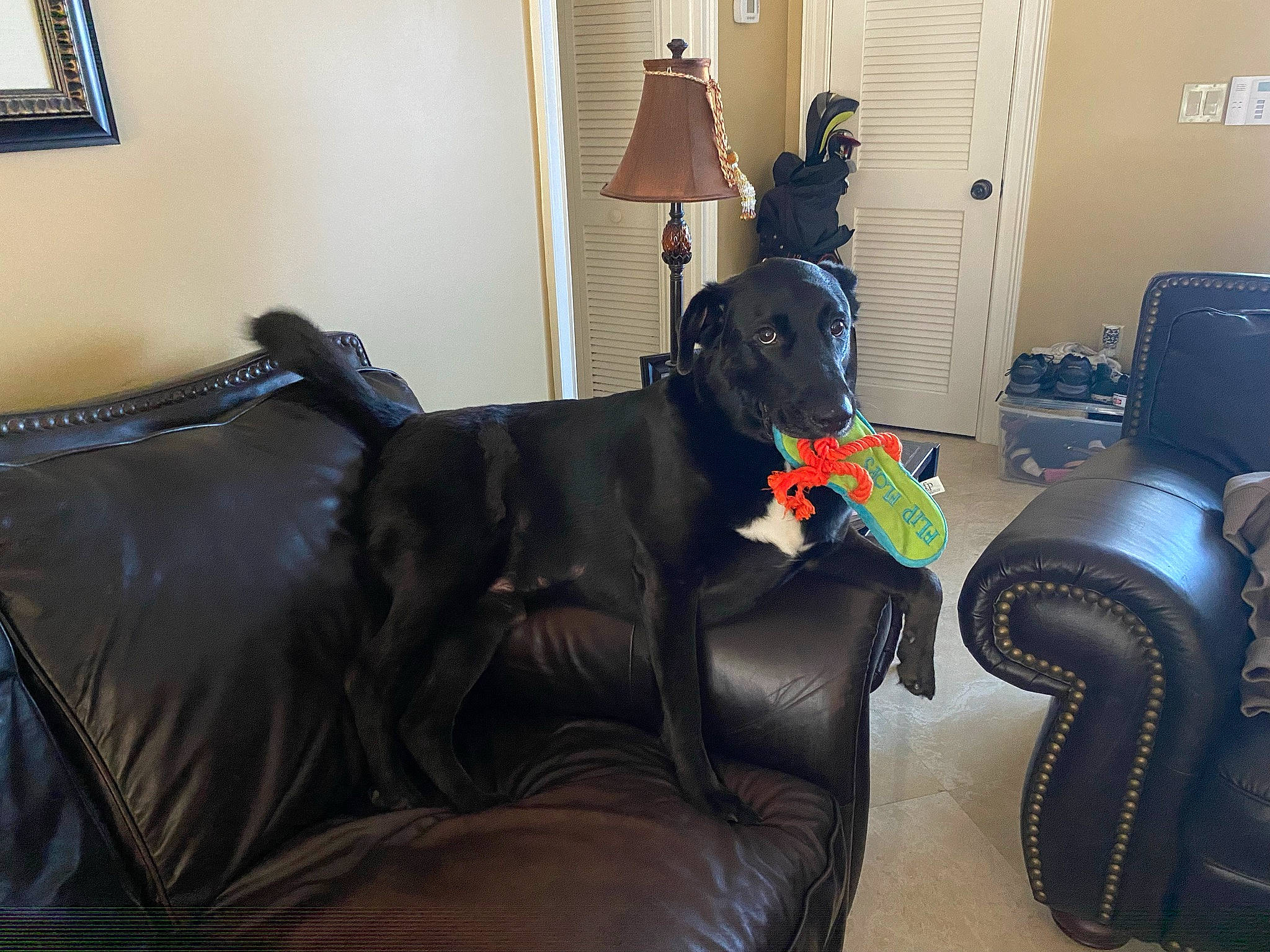 Akey Bakey-ak joined the competition — help win amazing prizes! armrest, building, carnivore, chair, club_chair, comfort, companion_dog, couch, dog, dog_breed, flooring, furniture, hardwood, living_room, picture_frame, room, sporting_group, studio_couch, tail, window