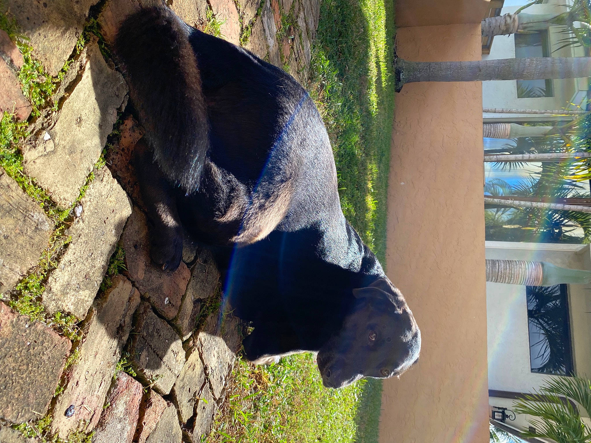 Akey Bakey-ak is registered to the contest to win money with this photo: american_black_bear, art, grass, house, landscape, lawn_ornament, organism, plant, rock, sculpture, shadow, snout, sporting_group, tail, terrestrial_animal, tree, trunk, wildlife, wood, working_animal