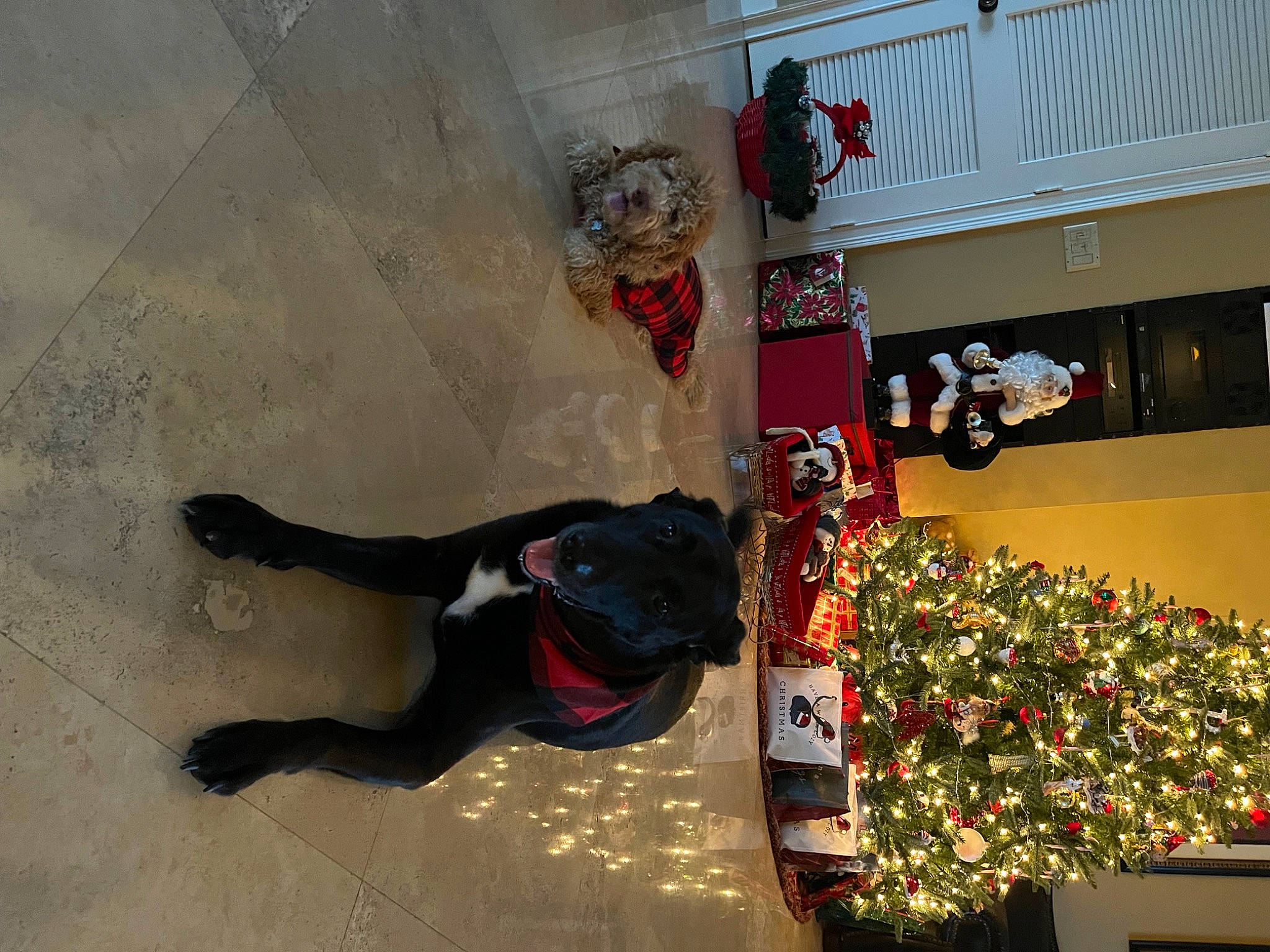 Akey Bakey-ak joined the competition — help win amazing prizes! carmine, christmas_tree, concrete, conifer, event, flooring, fun, holiday, houseplant, ornament, plant, room, tradition, tree, walking_shoe, wall