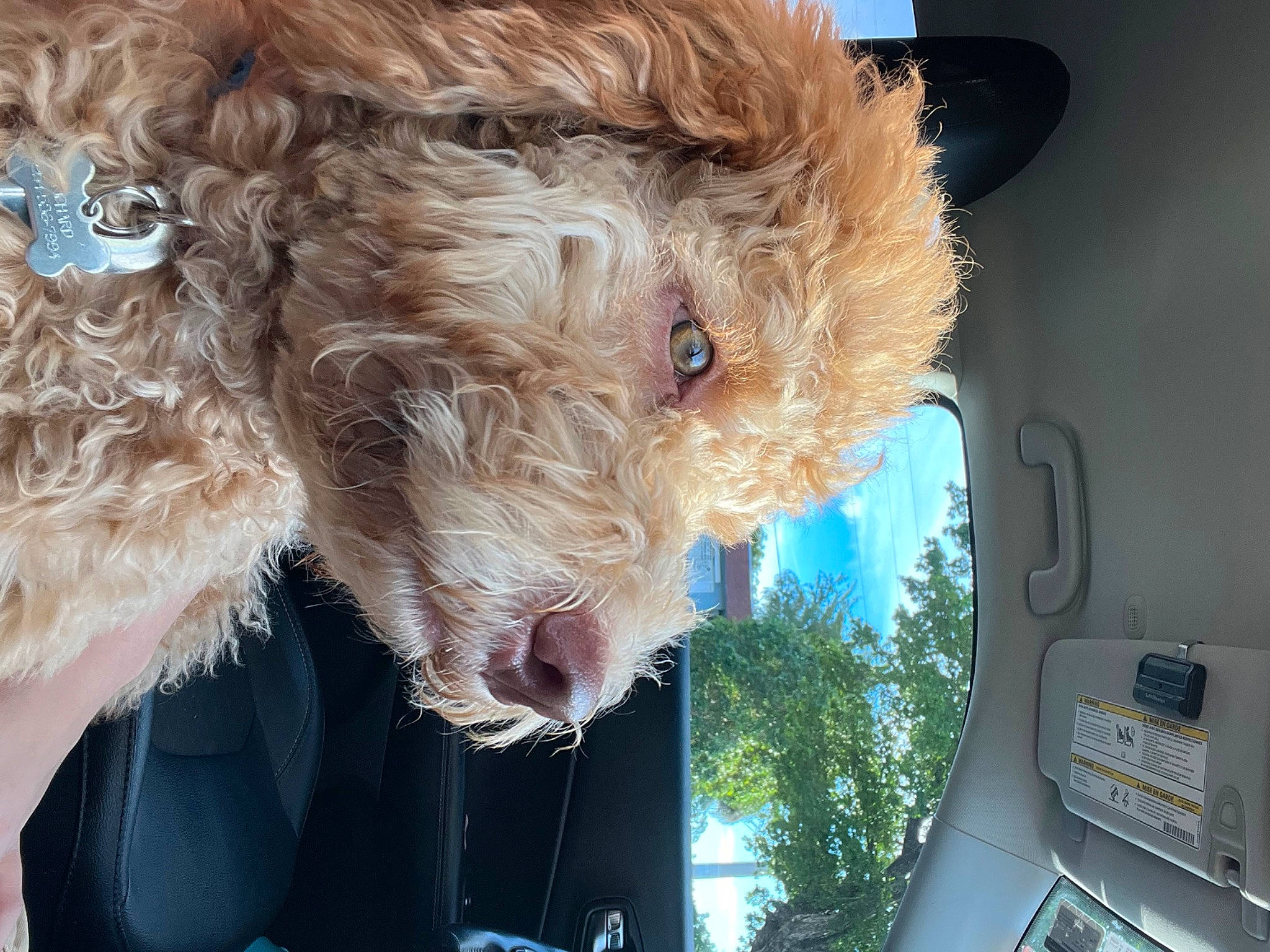 Giuseppe joined the competition — help win amazing prizes! automotive_mirror, automotive_window_part, canidae, carnivore, collar, companion_dog, dog, dog_breed, dog_collar, fur, liver, pet_supply, poodle, snout, sporting_group, terrier, water_dog, welsh_terrier, windshield, working_animal