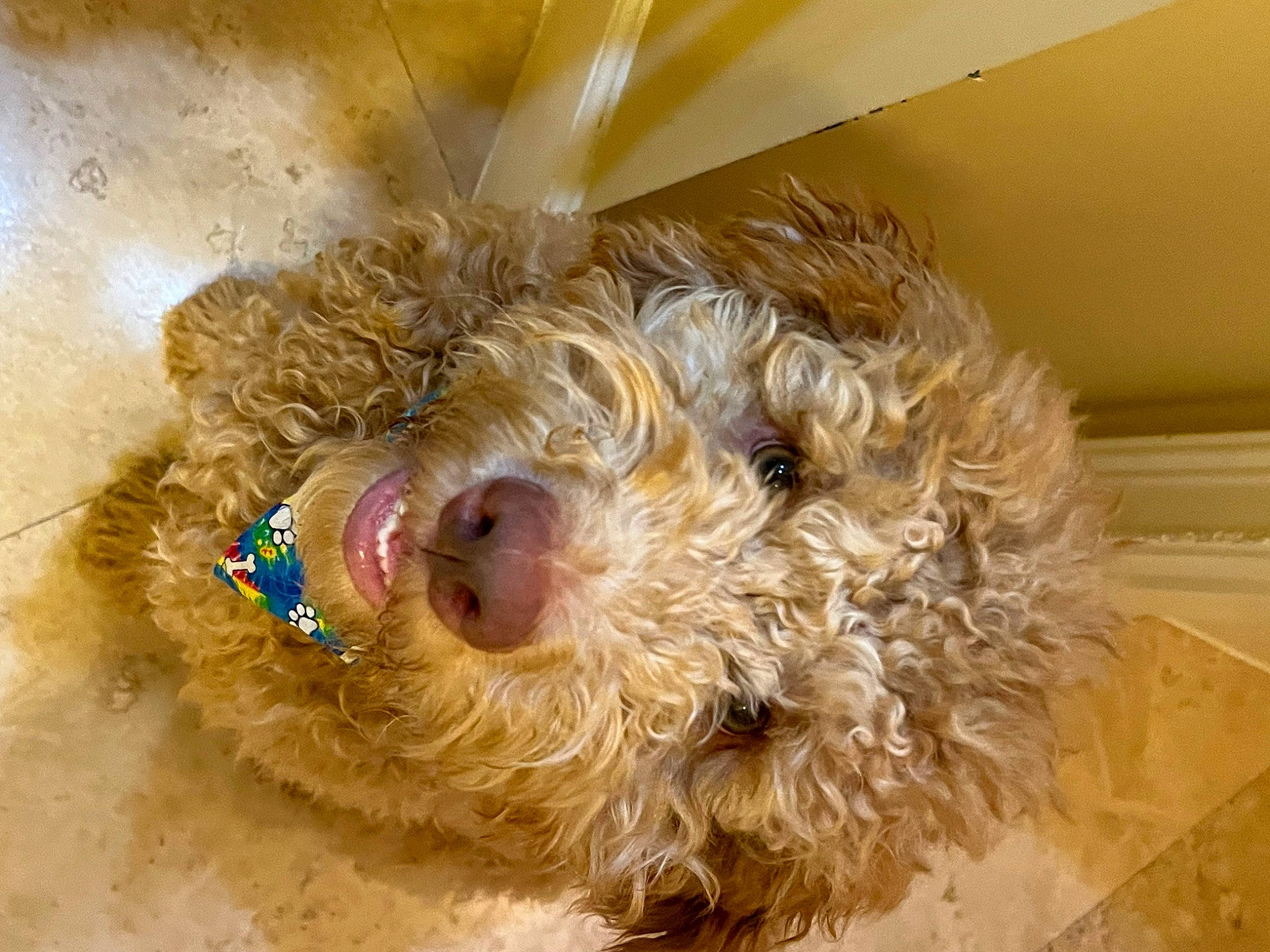 Giuseppe is registered to the contest to win money with this photo: canidae, carnivore, cockapoo, companion_dog, dog, dog_breed, fawn, fur, goldendoodle, labradoodle, poodle, snout, sporting_group, stuffed_toy, terrier, toy, toy_dog, water_dog, wood, working_animal