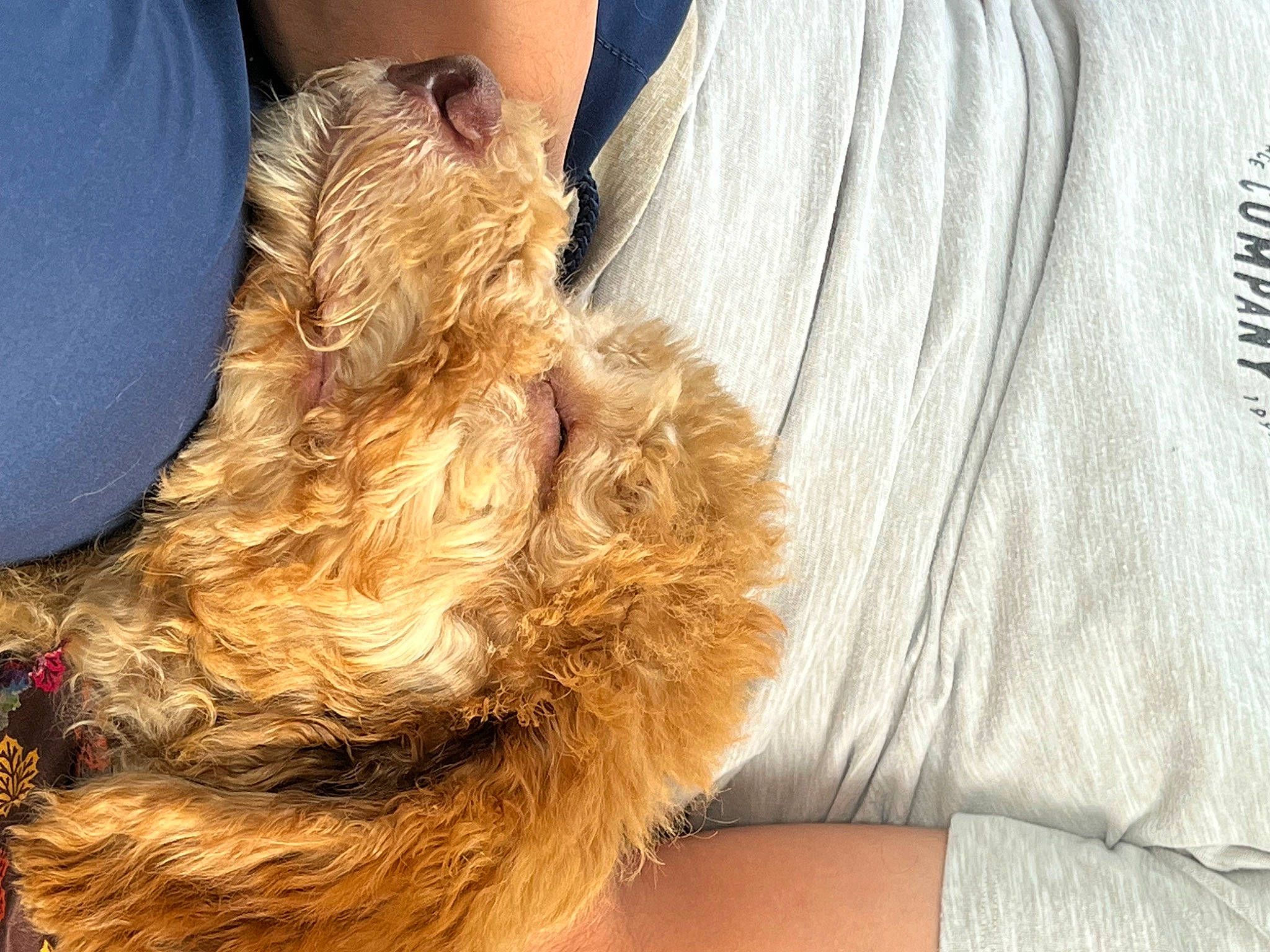 Giuseppe is registered to the contest to win money with this photo: blond, carnivore, companion_dog, dog, dog_breed, fashion_accessory, felidae, fur, fur_clothing, human_leg, liver, paw, small_to_medium_sized_cats, sporting_group, surfer_hair, tail, terrier, thigh, whiskers, wood