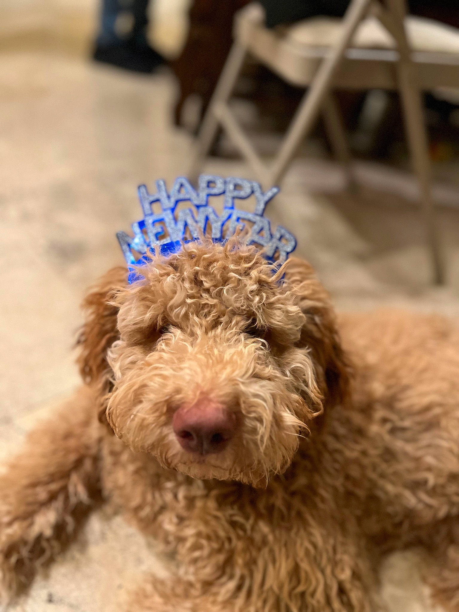 Giuseppe is registered to the contest to win money with this photo: canidae, carnivore, companion_dog, dog, dog_breed, dog_collar, fur, liver, non_sporting_group, pet_supply, poodle, poodle_crossbreed, snout, sporting_group, terrestrial_animal, terrier, toy_dog, water_dog, working_animal