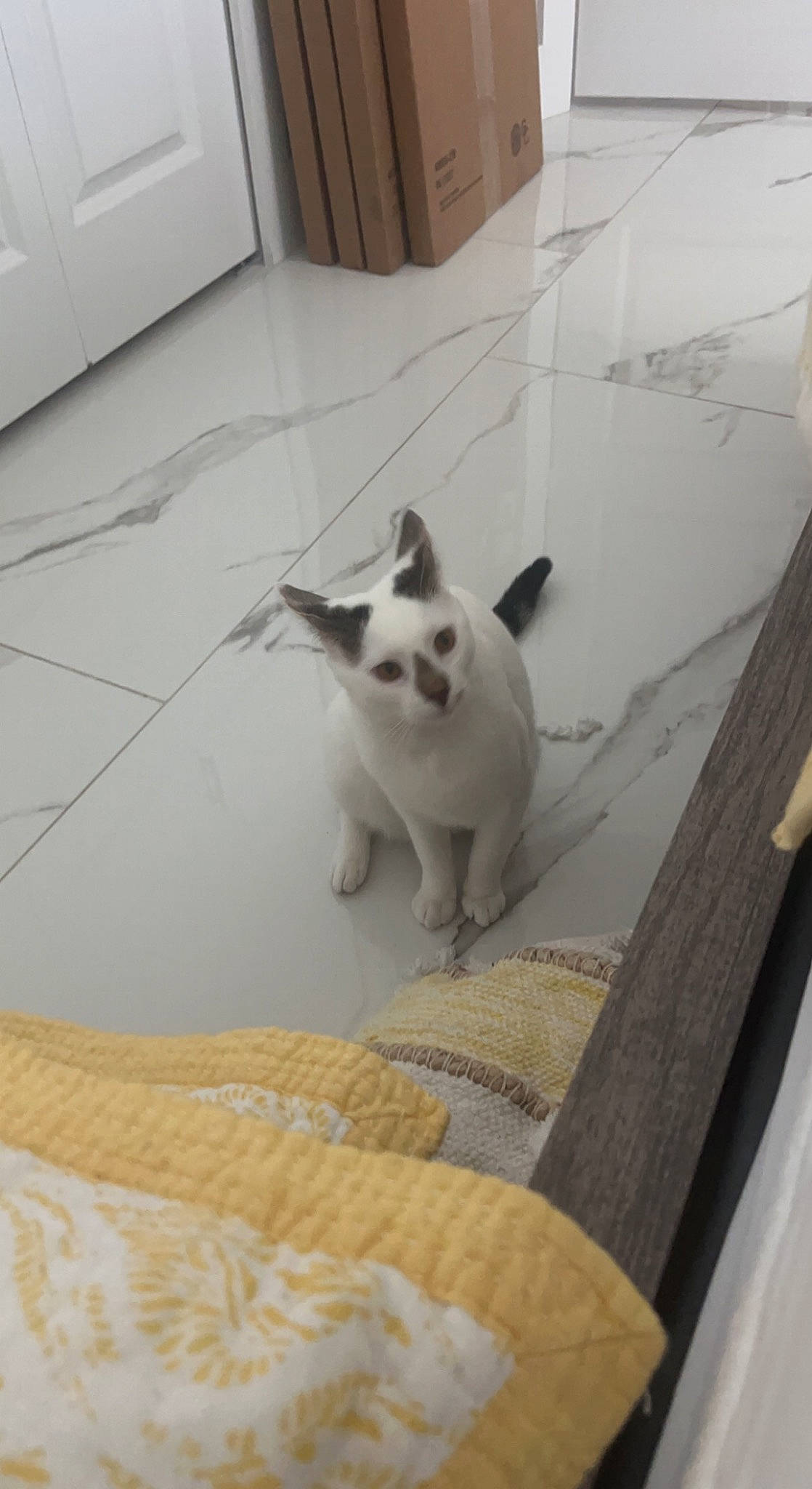 Ray joined the competition — help win amazing prizes! carnivore, cat, comfort, companion_dog, domestic_short_haired_cat, fawn, felidae, floor, flooring, fur, grey, hardwood, linens, paw, room, small_to_medium_sized_cats, stairs, tail, whiskers, wood