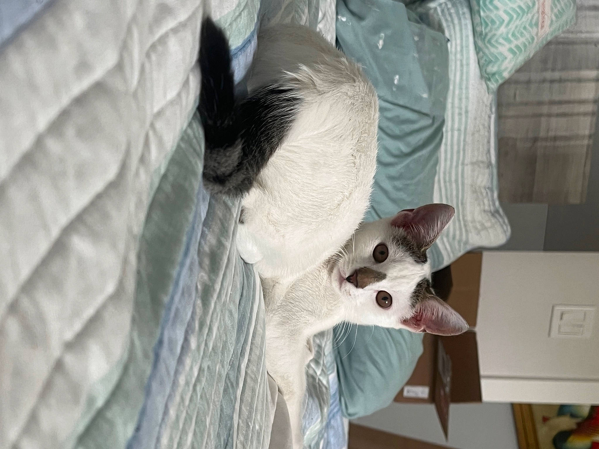 Ray is registered to the contest to win money with this photo: canidae, carnivore, comfort, companion_dog, dog_breed, eyelash, fawn, feather, felidae, fur, grey, jaw, small_to_medium_sized_cats, snout, sporting_group, tail, terrestrial_animal, whiskers, wildlife, wood