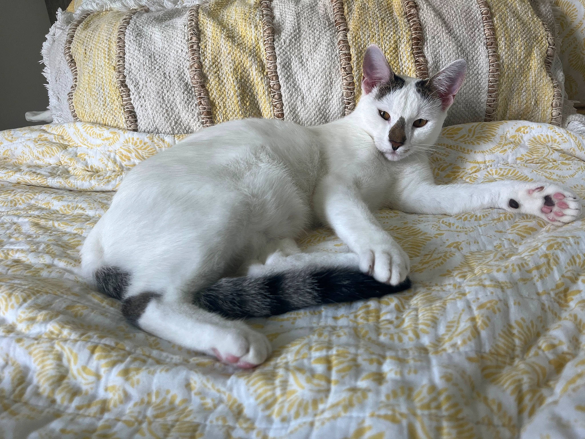 Ray joined the competition — help win amazing prizes! carnivore, cat, cat_supply, claw, comfort, domestic_short_haired_cat, felidae, fur, grey, linens, paw, small_to_medium_sized_cats, tail, terrestrial_animal, whiskers