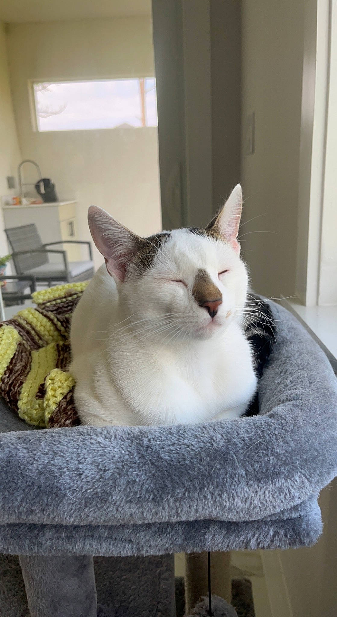 Ray is registered to the contest to win money with this photo: carnivore, cat, cat_furniture, cat_supply, comfort, domestic_short_haired_cat, door, fawn, felidae, fur, grey, linens, paw, pet_supply, room, small_to_medium_sized_cats, snout, tail, whiskers, window