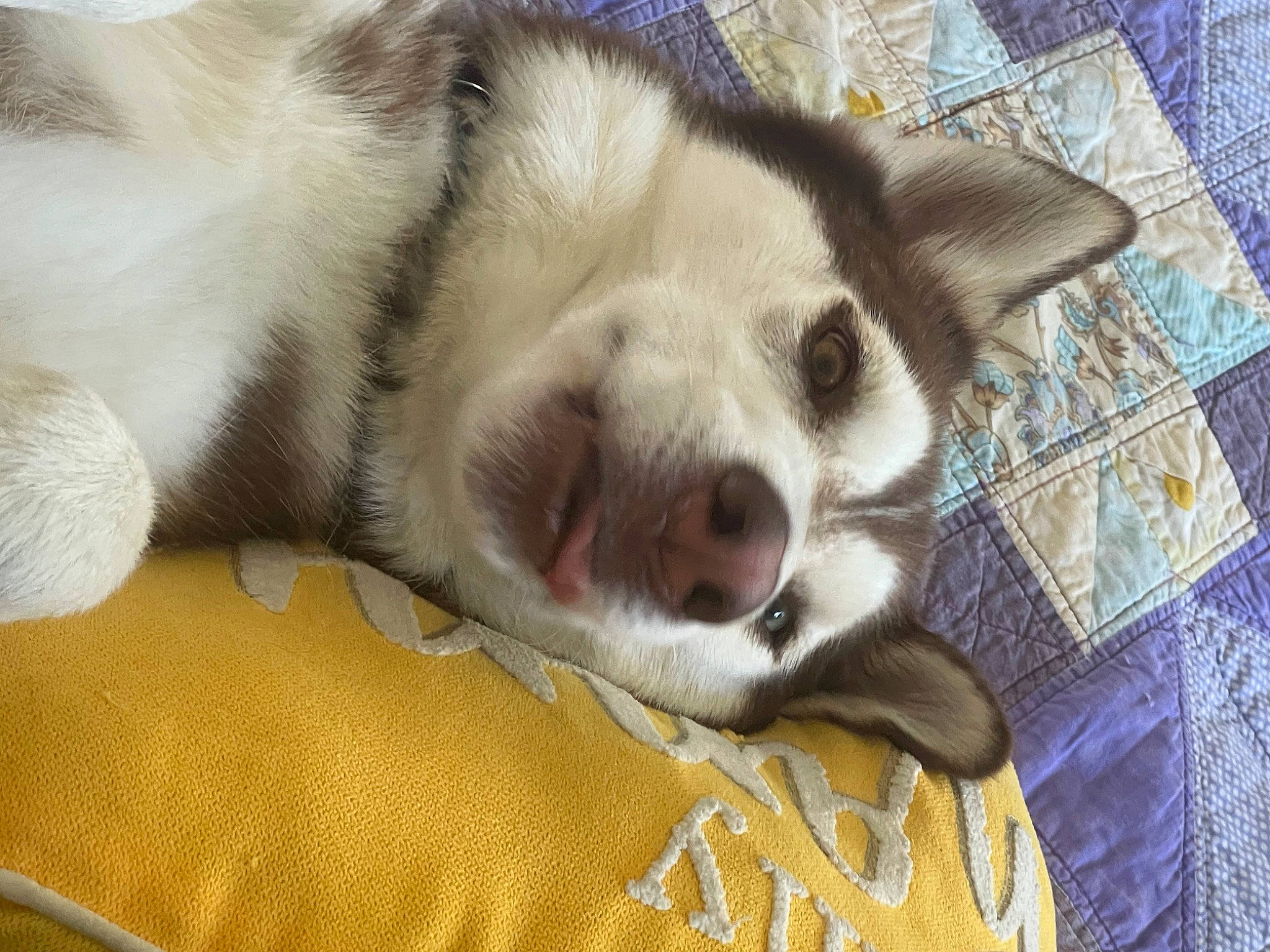 Luke is registered to the contest to win money with this photo: carnivore, comfort, companion_dog, dog_breed, ear, eyelash, fawn, felidae, fur, nap, paw, siberian_husky, sleep, small_to_medium_sized_cats, snout, sporting_group, terrestrial_animal, whiskers, working_animal