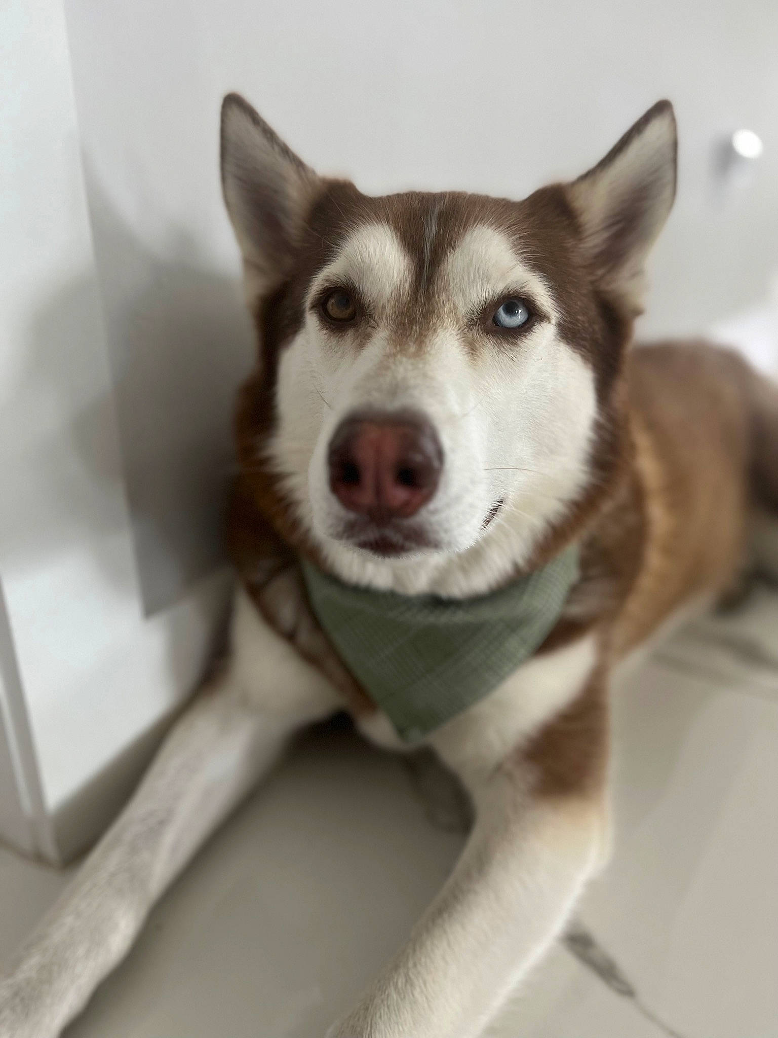 Luke is registered to the contest to win money with this photo: ancient_dog_breeds, canidae, canis, carnivore, companion_dog, dog, dog_breed, door, fur, jaw, siberian_husky, sled_dog, snout, sporting_group, terrestrial_animal, whiskers, wildlife, window, working_animal, working_dog