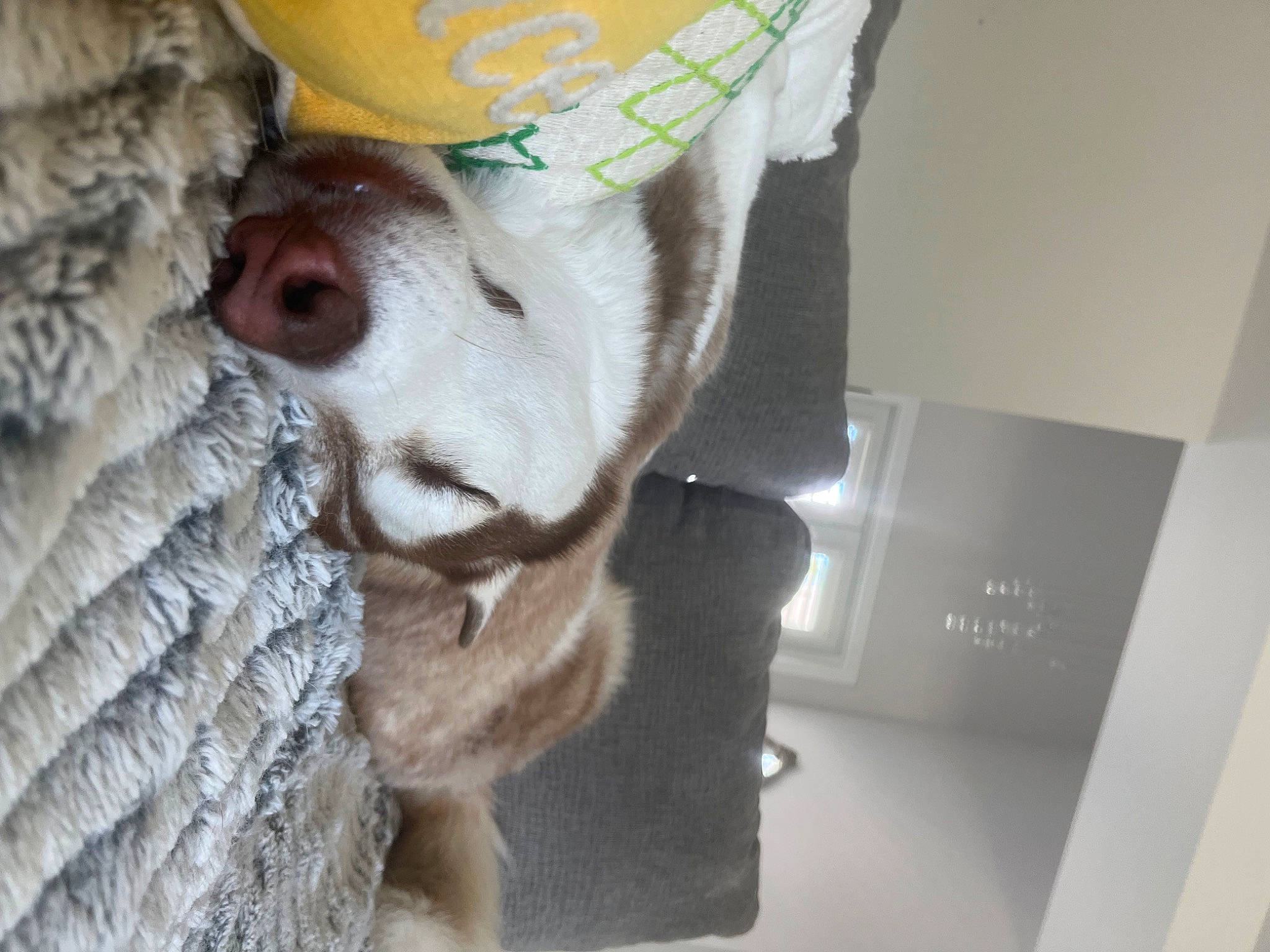 Luke is registered to the contest to win money with this photo: beard, canidae, cap, carnivore, companion_dog, dog, dog_breed, fashion_accessory, fawn, fur, knit_cap, moustache, personal_protective_equipment, selfie, snout, sporting_group, sunglasses, whiskers, wool, woolen