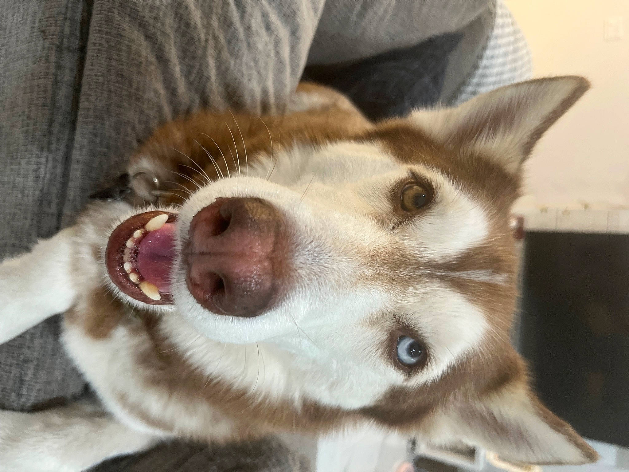 Luke is registered to the contest to win money with this photo: canidae, carnivore, collar, companion_dog, dog, dog_breed, domestic_short_haired_cat, ear, fawn, fur, jaw, non_sporting_group, paw, siberian_husky, sled_dog, snout, sporting_group, whiskers, working_animal, working_dog