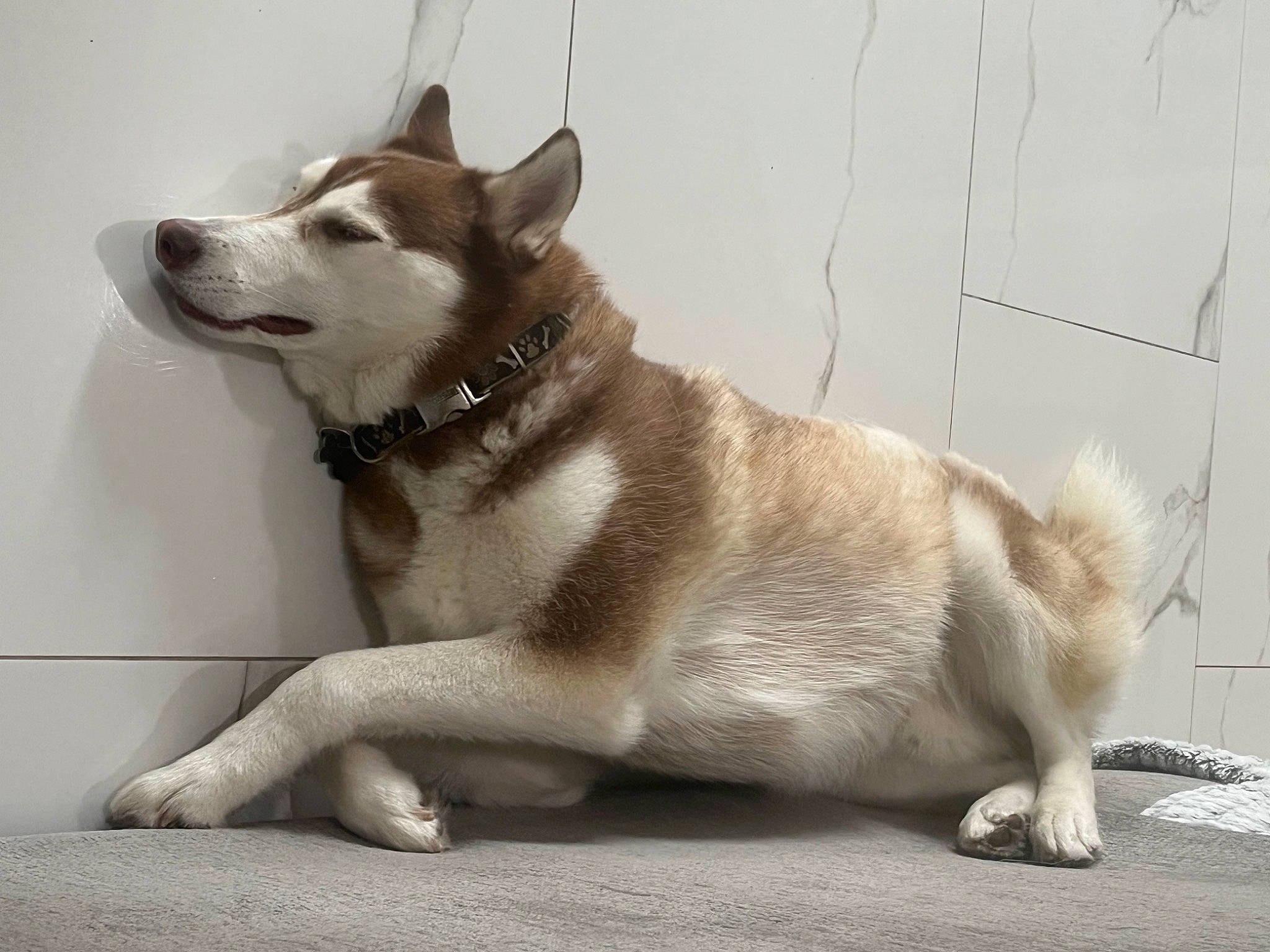 Luke is registered to the contest to win money with this photo: ancient_dog_breeds, canidae, carnivore, collar, companion_dog, dog, dog_breed, dog_collar, east_european_shepherd, fur, leash, paw, pet_supply, sled_dog, snout, sporting_group, tail, window, working_animal, working_dog