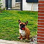 dog, french_bulldog, grass, ball, pet, backyard, fence, gate, brick_wall, wooden_deck, playful, outdoor, animal, mammal, sitting, brown_dog, cute, domestic_animal, garden, toy