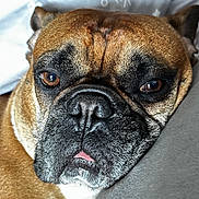 Ben participe au concours pour gagner de l'argent avec cette photo : dog, close_up, brown, black, face, resting, sleepy, tongue, furry, pet, animal, portrait, indoor, blanket, pattern, cozy, snout, ears, fur, couch