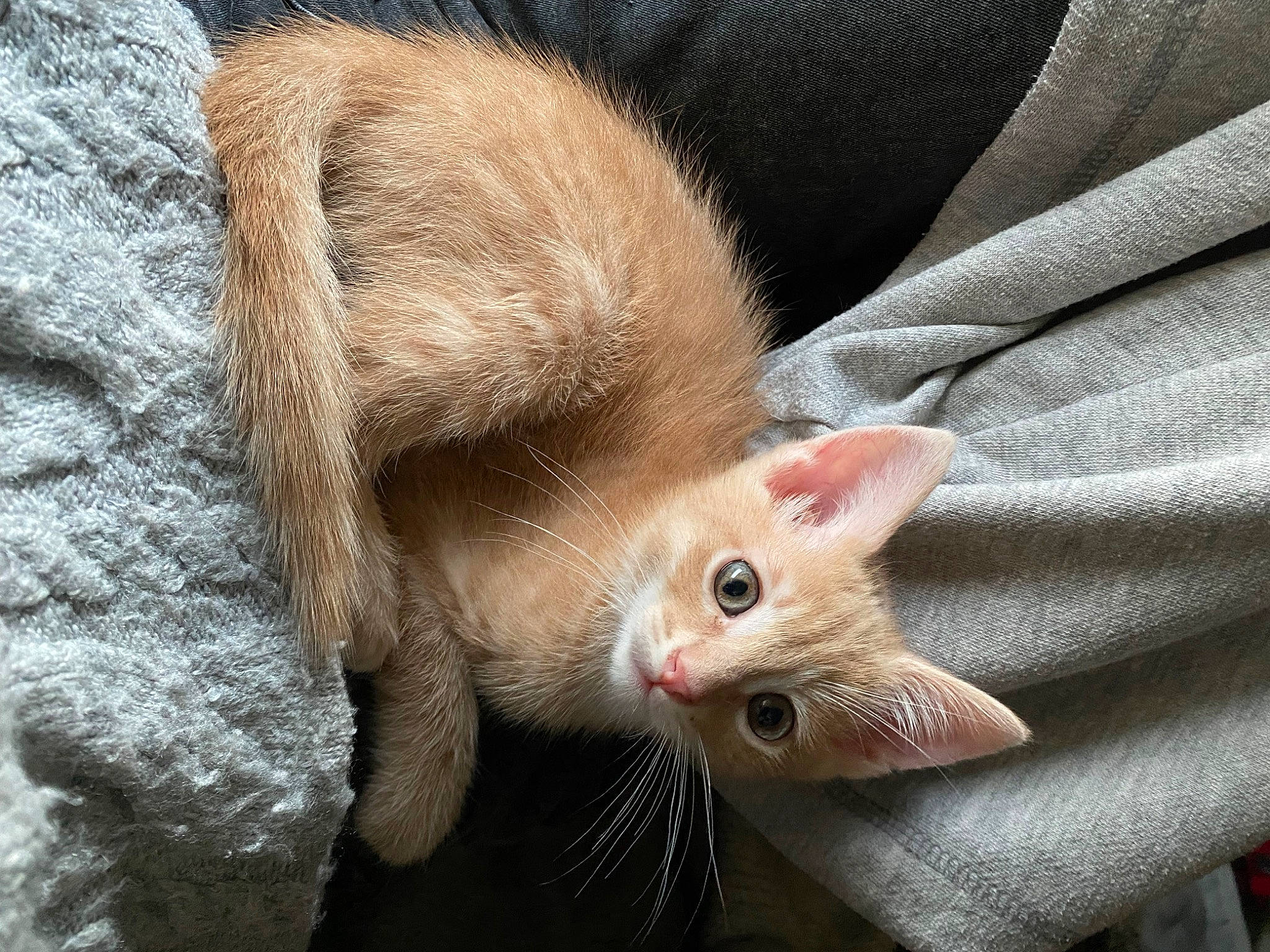 Mimine participe au concours pour gagner de l'argent avec cette photo : carnivore, cat, claw, close_up, comfort, domestic_short_haired_cat, ear, eye, fawn, felidae, fur, paw, small_to_medium_sized_cats, tail, terrestrial_animal, whiskers