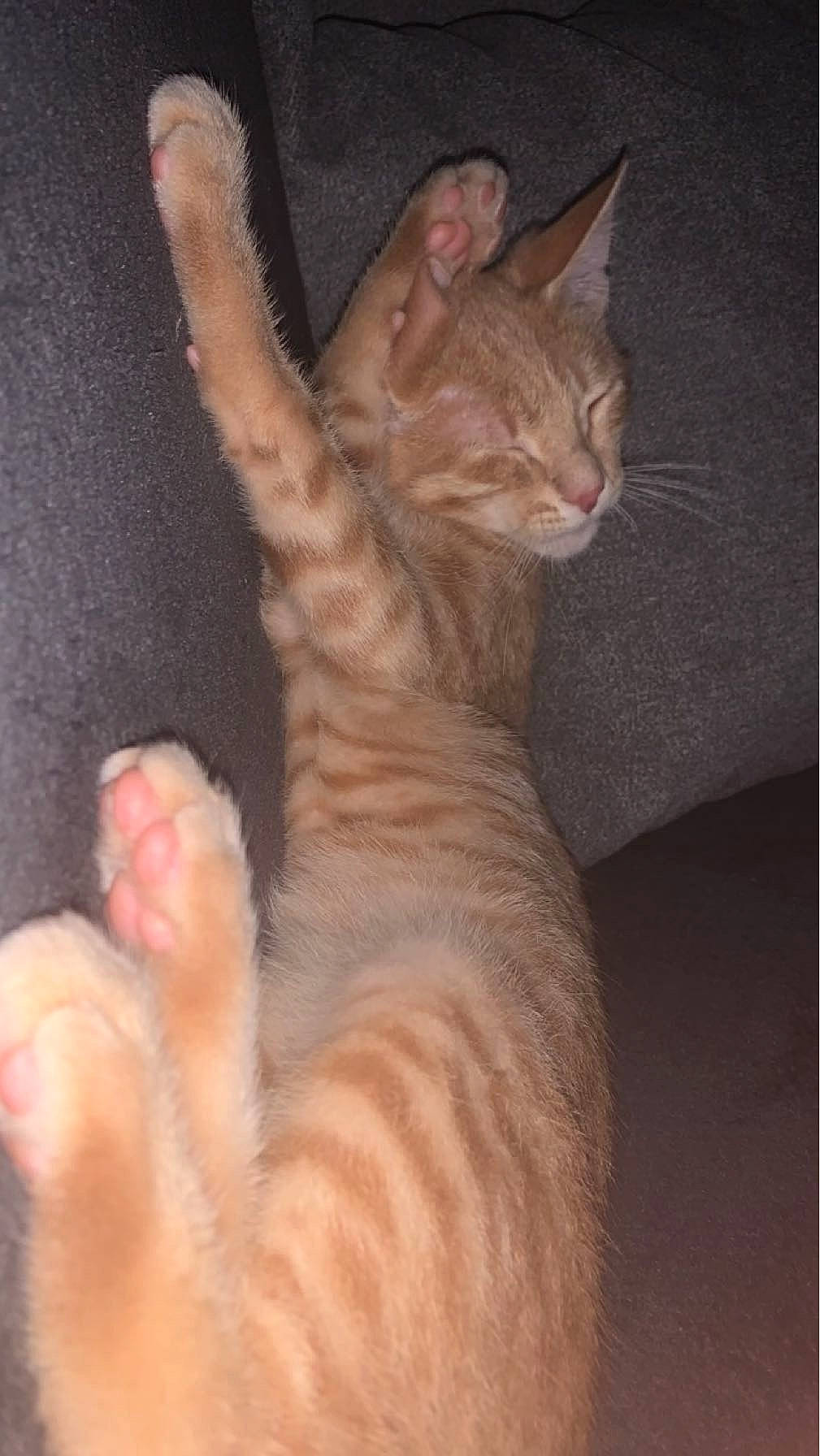 Mimine participe au concours pour gagner de l'argent avec cette photo : carnivore, cat, claw, comfort, domestic_short_haired_cat, ear, fawn, felidae, foot, fur, gesture, nail, paw, small_to_medium_sized_cats, snout, tail, terrestrial_animal, whiskers, window