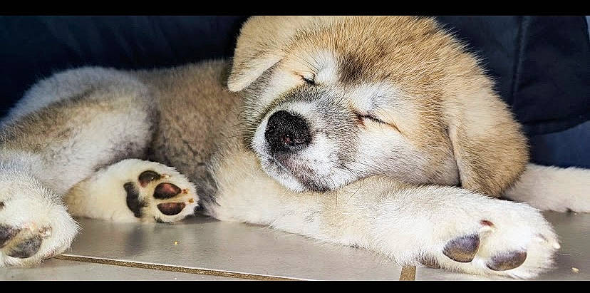 Tokyo a rejoint le concours — aidez-le/la à gagner de superbes lots ! bored, canidae, carnivore, comfort, companion_dog, dog, dog_breed, fawn, fur, nap, paw, snout, sporting_group, terrestrial_animal, whiskers, working_animal