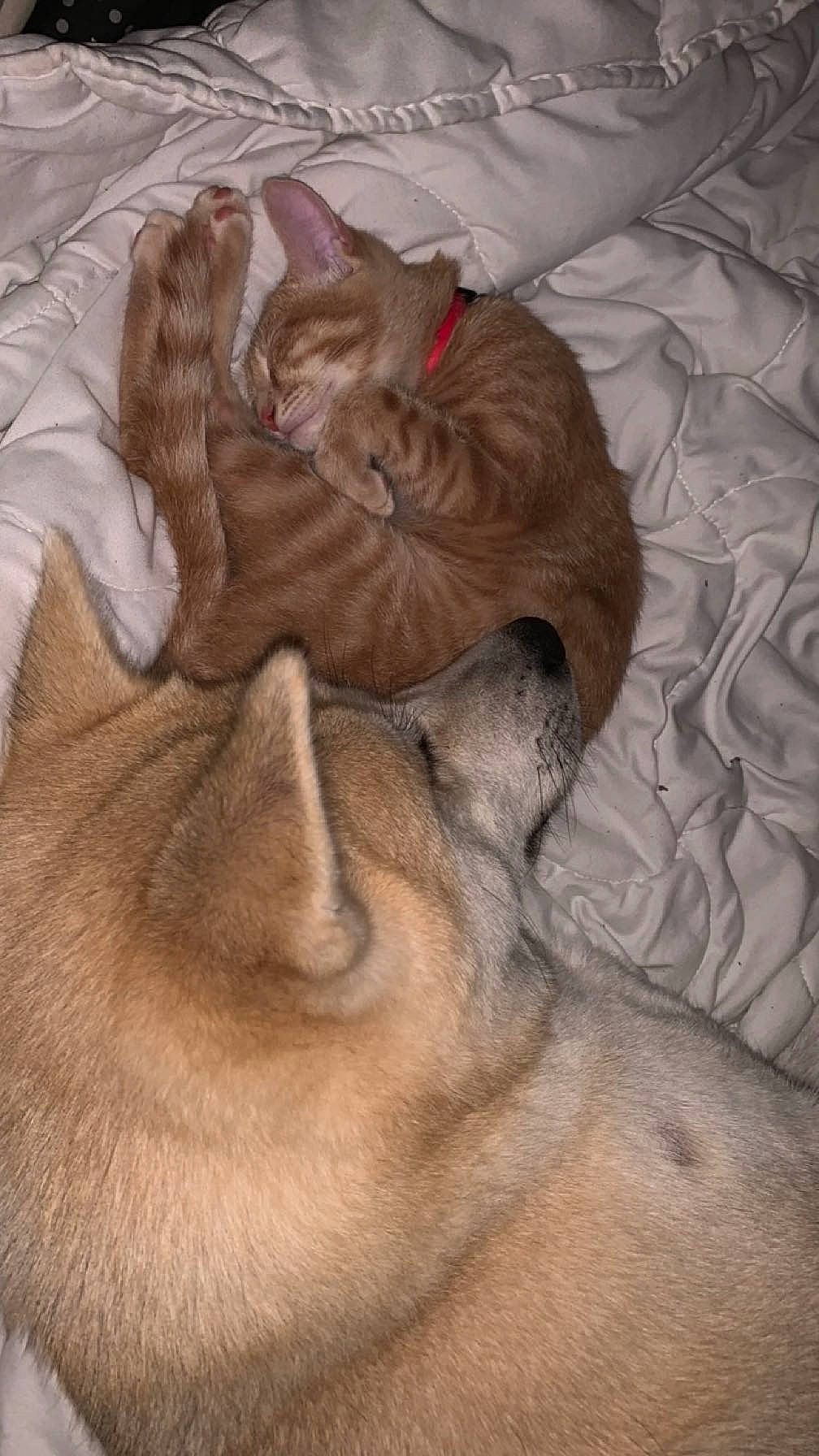 Tokyo participe au concours pour gagner de l'argent avec cette photo : art, big_cats, canidae, carnivore, cat, comfort, dog_breed, fawn, felidae, fur, lion, liver, nap, paw, small_to_medium_sized_cats, tail, terrestrial_animal, whiskers, wildlife, wrinkle