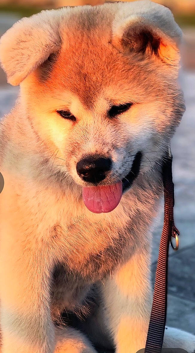 Tokyo participe au concours pour gagner de l'argent avec cette photo : ancient_dog_breeds, canidae, canis, carnivore, companion_dog, dog, dog_breed, fawn, fur, non_sporting_group, photography, snout, snow, tail, terrestrial_animal, whiskers, wildlife, working_animal, working_dog