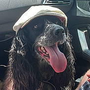 Stanley participe au concours pour gagner de l'argent avec cette photo : animal, black_and_white, canine, cap, car_interior, close_up, companion, curly_ears, curly_fur, dashboard, dog, earphones, happy, inside_car, mouth_open, nose, pet, seat, tongue_out, window