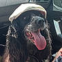 animal, black_and_white, canine, cap, car_interior, close_up, companion, curly_ears, curly_fur, dashboard, dog, earphones, happy, inside_car, mouth_open, nose, pet, seat, tongue_out, window