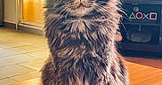 Orion a rejoint le concours — aidez-le/la à gagner de superbes lots ! cat, fluffy, table, glasses, glass, indoor, furniture, pet, portrait, television, people, screen, warm_lighting, brown, wood, domestic, animal, sitting, closeup, focus