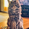 cat, fluffy, table, glasses, glass, indoor, furniture, pet, portrait, television, people, screen, warm_lighting, brown, wood, domestic, animal, sitting, closeup, focus