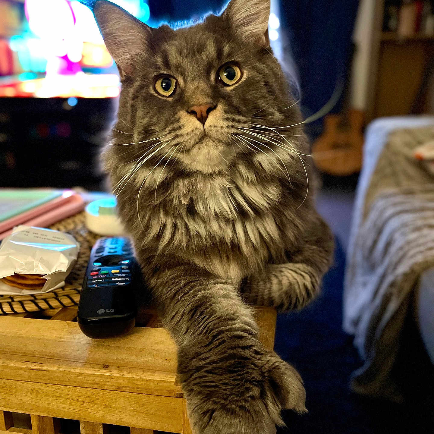 Orion a rejoint le concours — aidez-le/la à gagner de superbes lots ! cat, gray_cat, fluffy, pet, animal, living_room, wooden_table, remote_control, cozy, indoor, furniture, curtains, television, cartoon, relaxed, paw, close_up, whiskers, eyes, fur