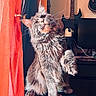 Orion participe au concours pour gagner de l'argent avec cette photo : cat, fluffy, gray_cat, pet, indoor, curtain, red_curtain, guitar, musical_instrument, furniture, perch, raised_paw, whiskers, long_fur, close_up, household, cozy, domestic_animal, portrait, animal
