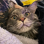 Orion participe au concours pour gagner de l'argent avec cette photo : cat, close_up, gray_cat, whiskers, pink_nose, wide_eyes, cozy, blanket, furry, pet, indoor, curious, animal, cute, mammal, face, fur, domestic_cat, relaxed, snuggled