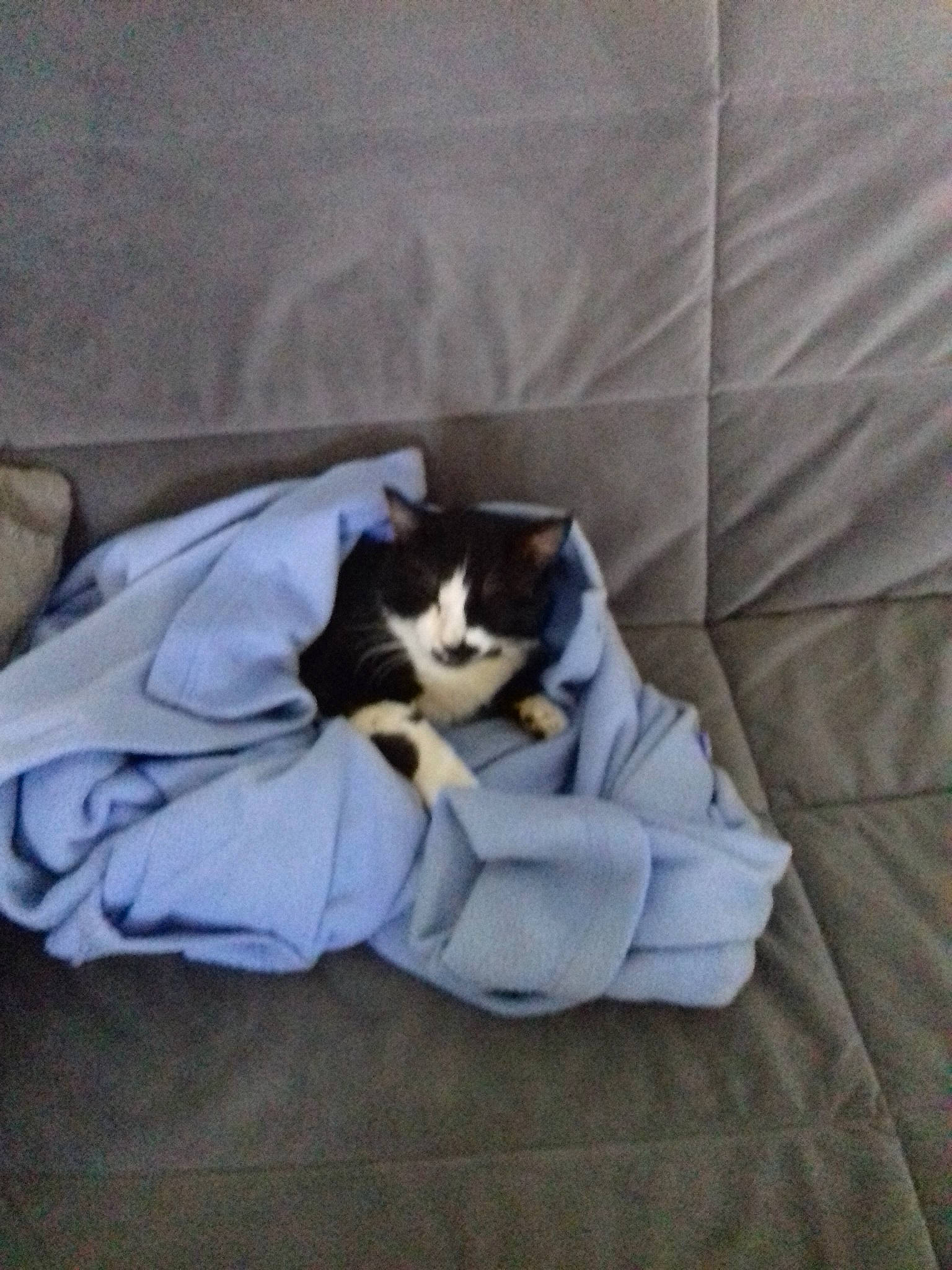 Mimi a rejoint le concours — aidez-le/la à gagner de superbes lots ! bed_sheet, canidae, carnivore, cat, comfort, companion_dog, felidae, fur, kitten, linens, nap, room, sleep, small_to_medium_sized_cats, tail, whiskers
