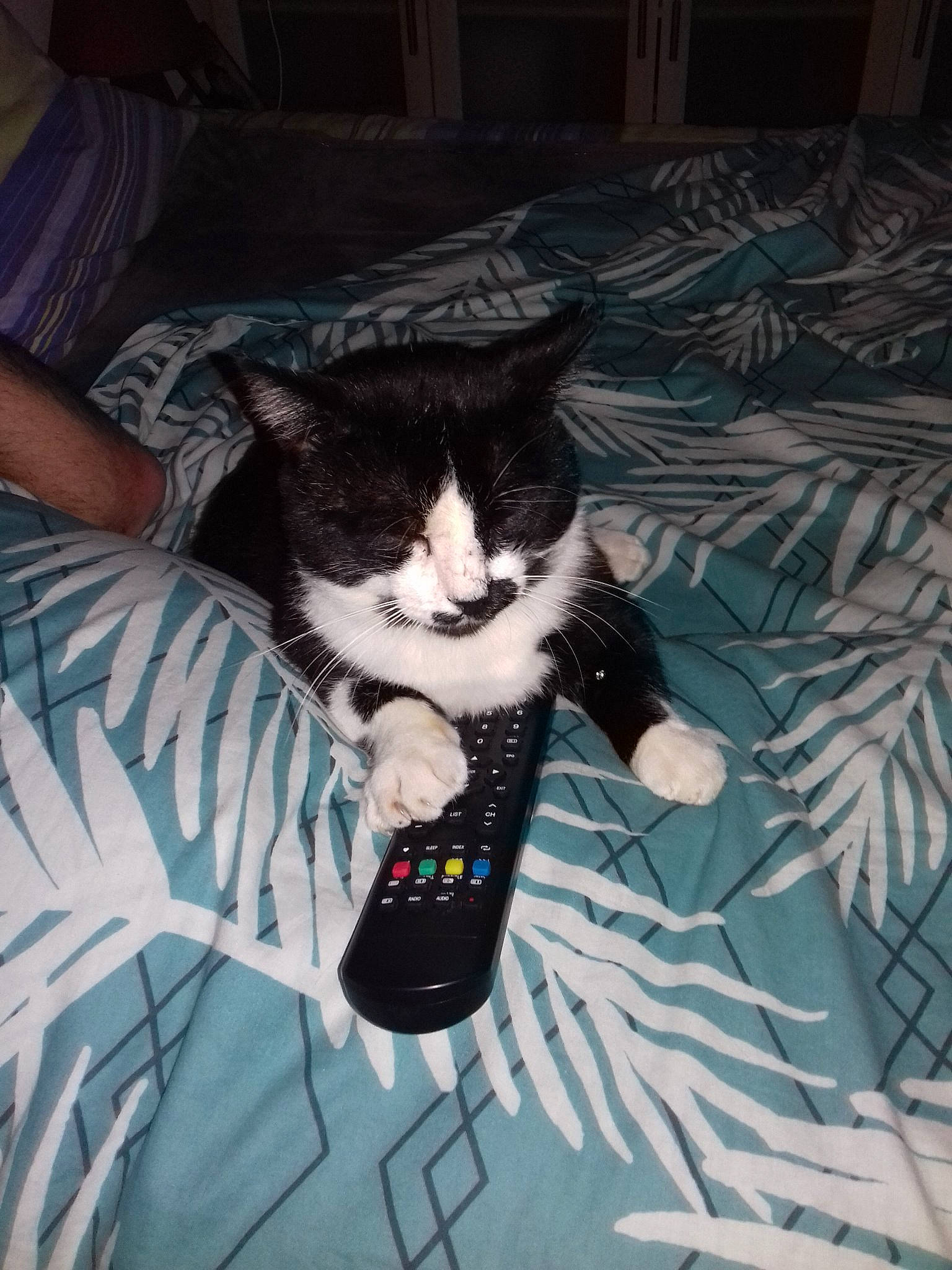 Mimi participe au concours pour gagner de l'argent avec cette photo : carnivore, cat, domestic_short_haired_cat, european_shorthair, felidae, fur, kitten, leg, polydactyl_cat, small_to_medium_sized_cats, tail, whiskers