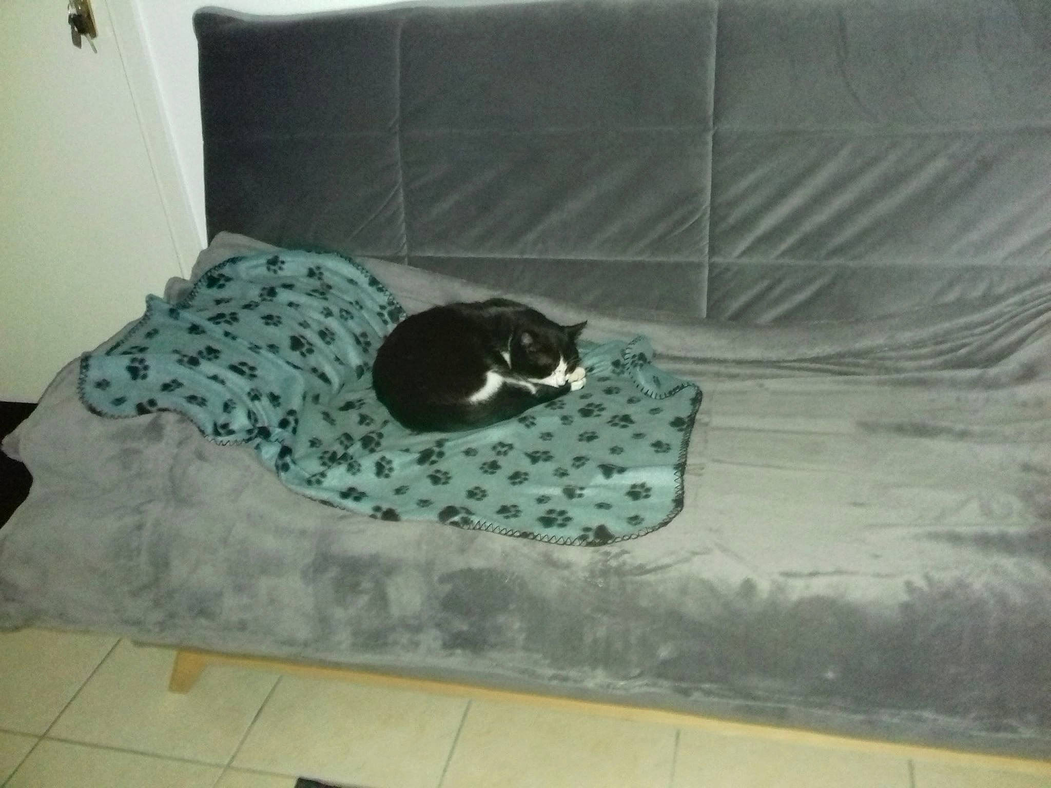 Mimi participe au concours pour gagner de l'argent avec cette photo : bed, bed_sheet, bedroom, canidae, floor, flooring, furniture, mattress, property, room, tile
