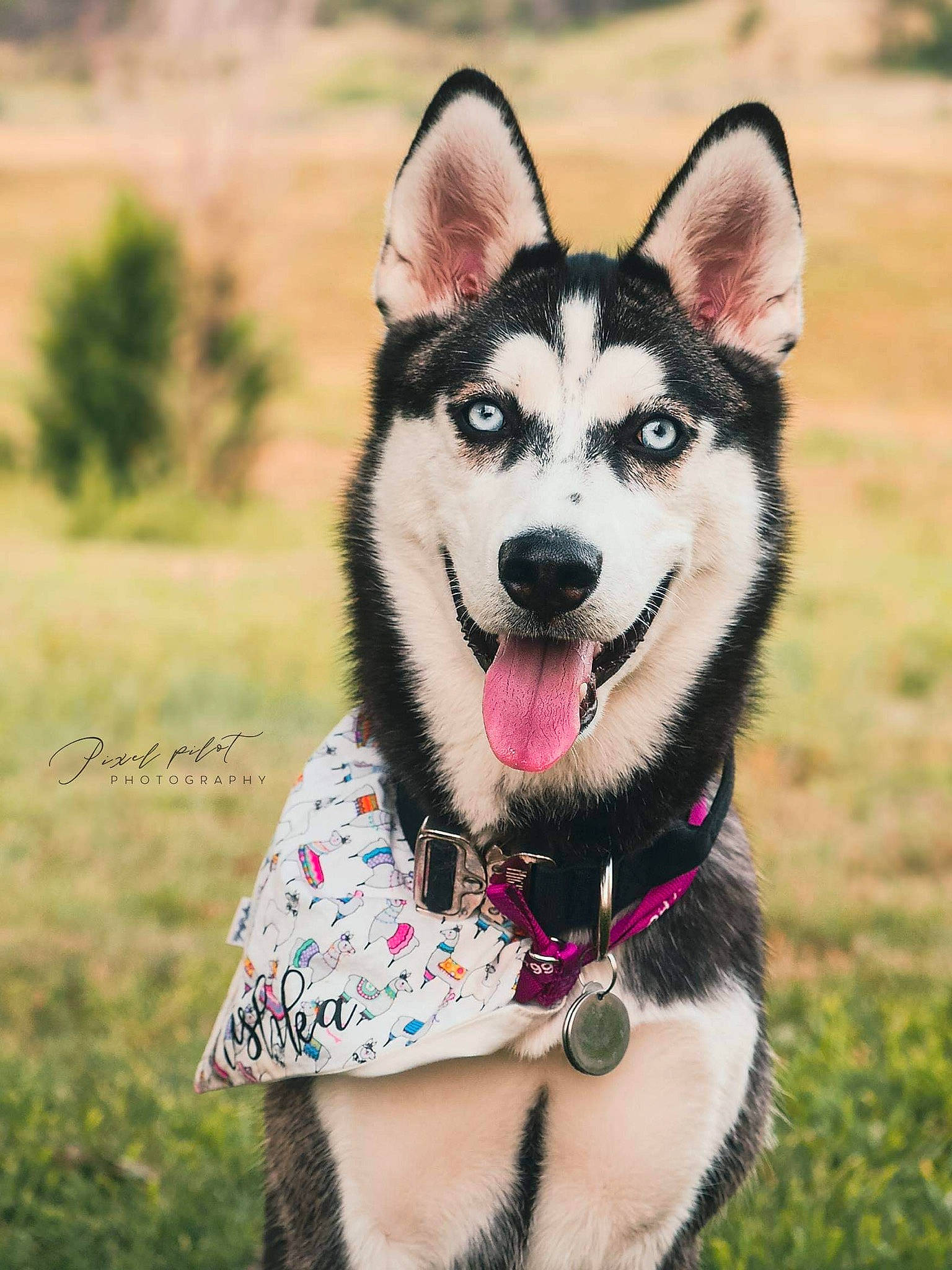Mishka joined the competition — help win amazing prizes! canidae, carnivore, collar, companion_dog, dog, dog_breed, dog_collar, dog_supply, fashion_accessory, fawn, fur, grass, leash, photograph, plant, siberian_husky, sled_dog, snout, sporting_group, working_animal