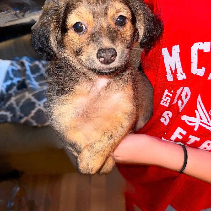 Princess Leah