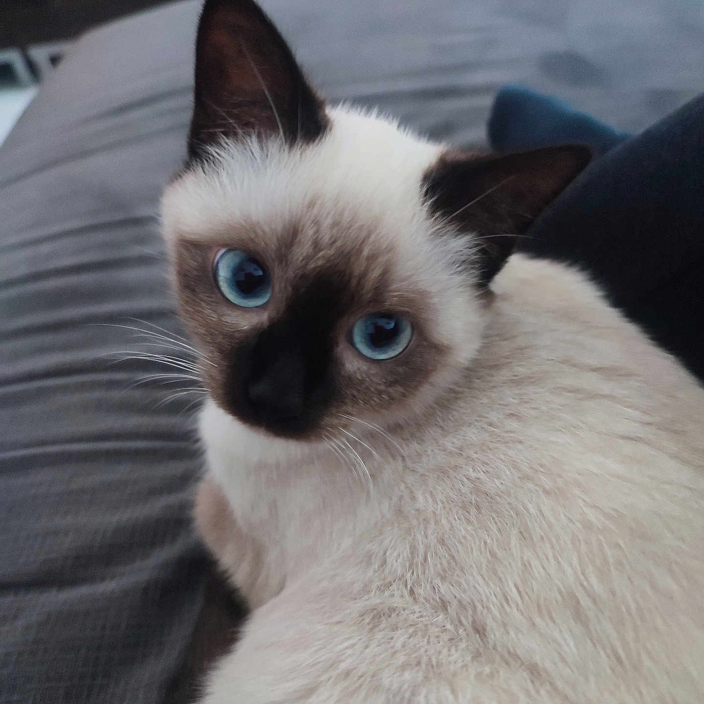 Yūna participe au concours pour gagner de l'argent avec cette photo : cat, siamese_cat, blue_eyes, pet, animal, feline, close_up, indoor, soft_fur, whiskers, cute, looking, portrait, cozy, resting, domestic_animal, ears, face, fur, comfort