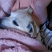Chanel a rejoint le concours — aidez-le/la à gagner de superbes lots ! animal, blanket, closeup, comfort, cozy, dog, fabric, fur, furry, head, indoors, nap, person, pink, relaxing, resting, sleepy, snuggled, soft, warm