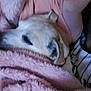 animal, blanket, closeup, comfort, cozy, dog, fabric, fur, furry, head, indoors, nap, person, pink, relaxing, resting, sleepy, snuggled, soft, warm