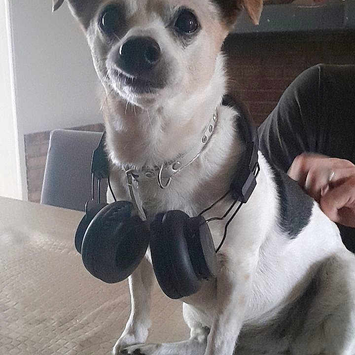 Chanel participe au concours pour gagner de l'argent avec cette photo : chair, collar, curious, cute, dog, domestic_animal, ears, fireplace, furniture, headphones, household_items, indoor, looking, person_hand, pet, portrait, sitting, small_dog, table, white_and_black_fur