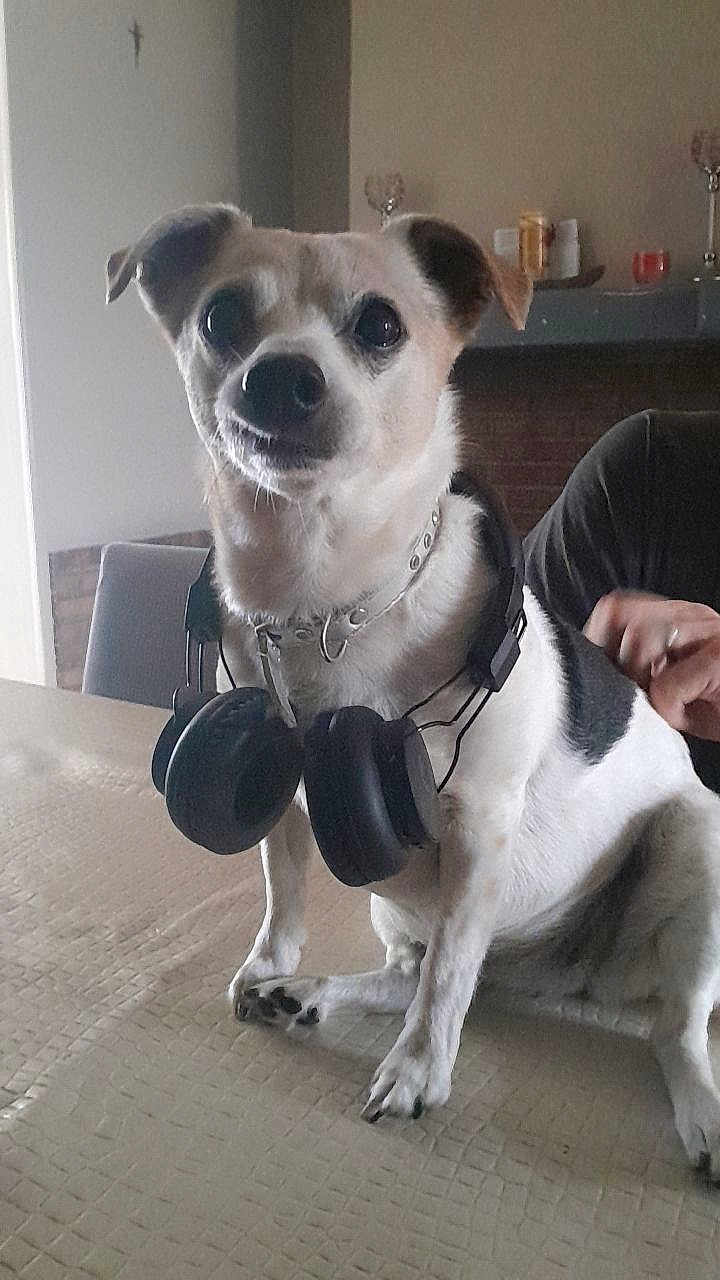 Chanel participe au concours pour gagner de l'argent avec cette photo : chair, collar, curious, cute, dog, domestic_animal, ears, fireplace, furniture, headphones, household_items, indoor, looking, person_hand, pet, portrait, sitting, small_dog, table, white_and_black_fur