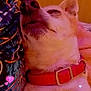 Chanel a rejoint le concours — aidez-le/la à gagner de superbes lots ! animal, close_up, collar, comfort, cozy, cute, dog, ears, fur, heart_effects, indoor, paw, pet, pink_lights, red_collar, relaxing, resting, sleeping, snout, whiskers