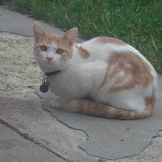 Caramel